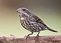 Carpodacus purpureus